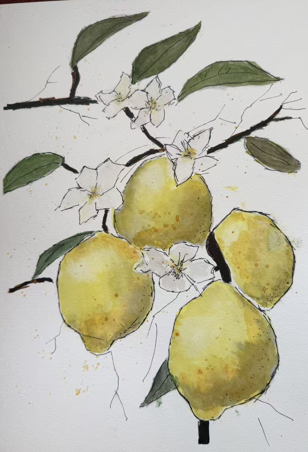 Watercolour of lemons, leaves, and white blossoms